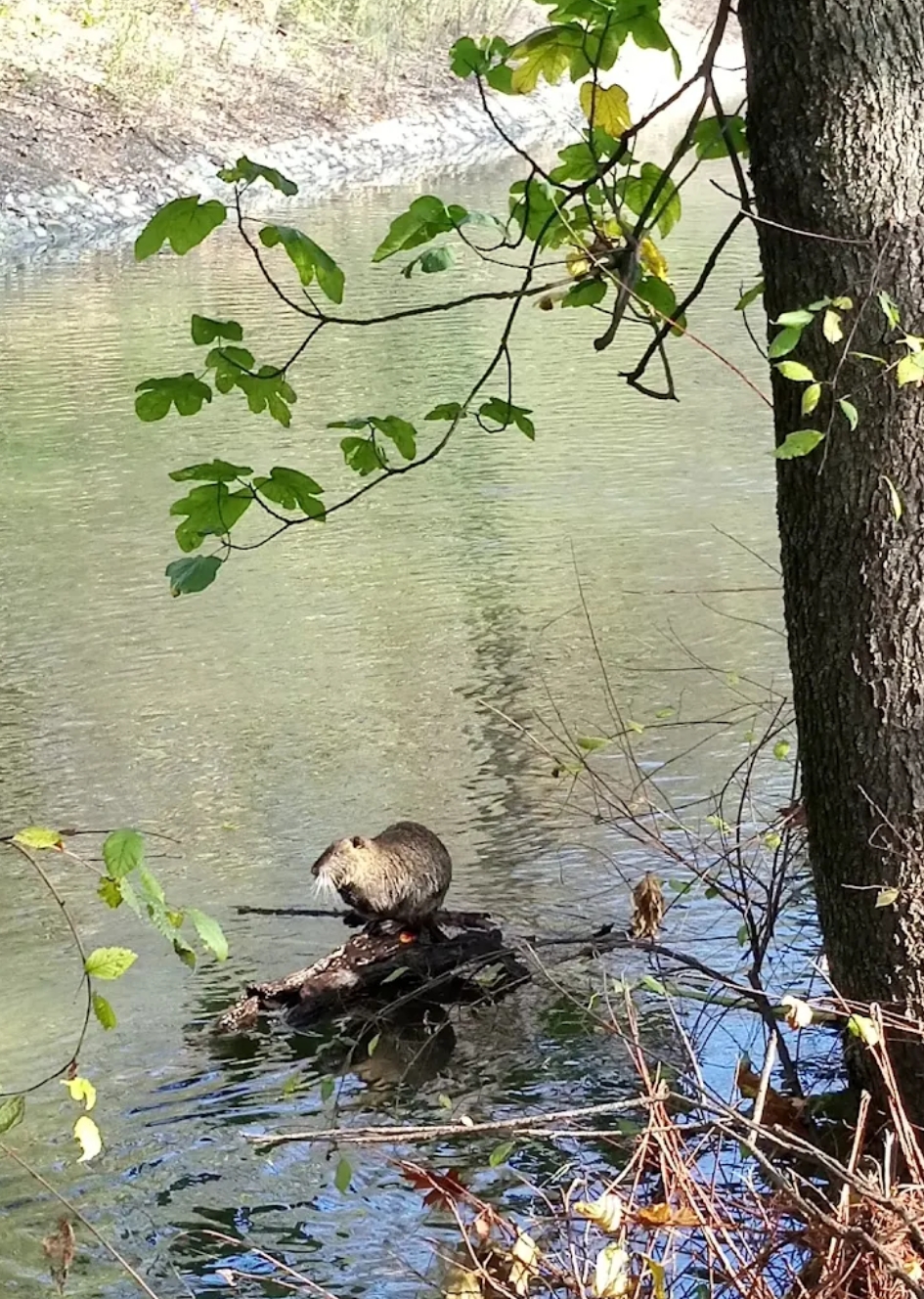 Nutria