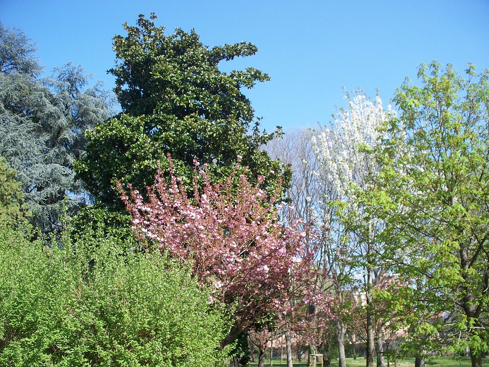 alberi-fioriti-bis