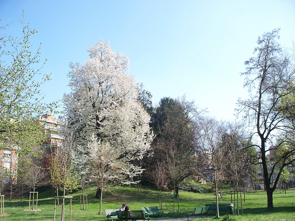 alberi-fioriti
